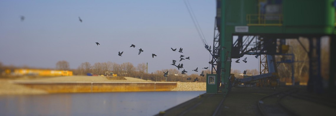 vienna-birds-header