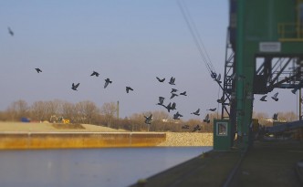 vienna-birds-header