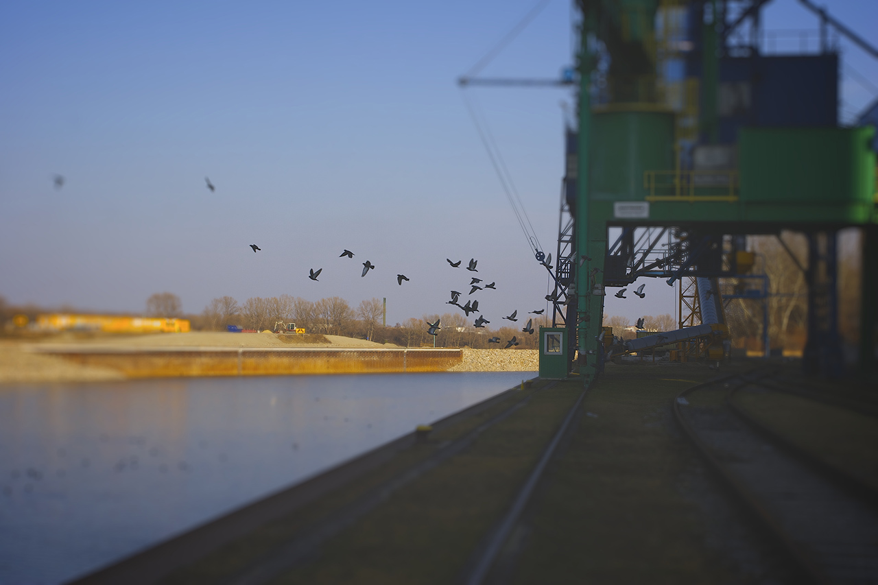 vienna-birds-tiltshift